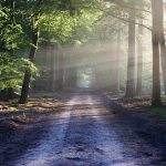 avenue, trees, path, sunbeams, sunrays, woods, woodlands, forest, trail, forest path, forest trail, nature path, nature trail, nature, landscape, netherlands, forest, forest, nature, nature, nature, nature, nature
