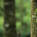 A vibrant green fern grows on a tree trunk, capturing a serene forest atmosphere.